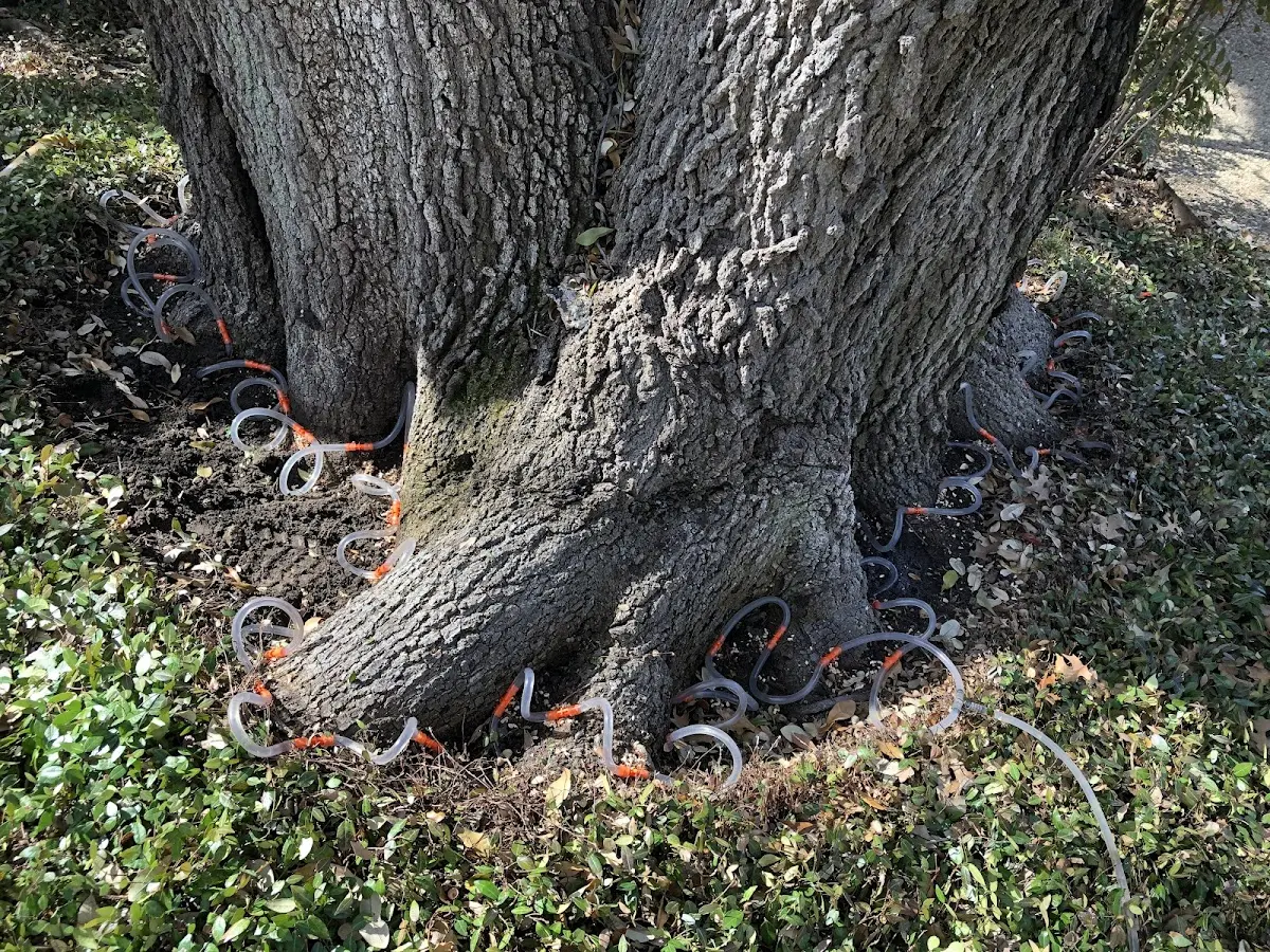 Detailed Shrub and Hedge Trimming job site in Bogata