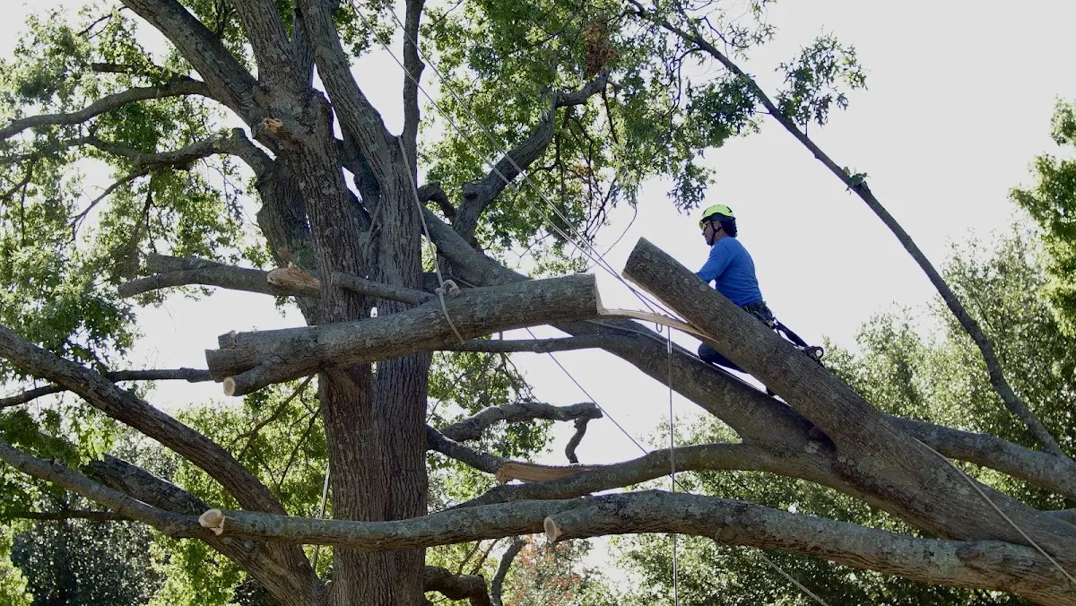 Professional Hazardous Tree Removal performed by certified arborists in Bogata