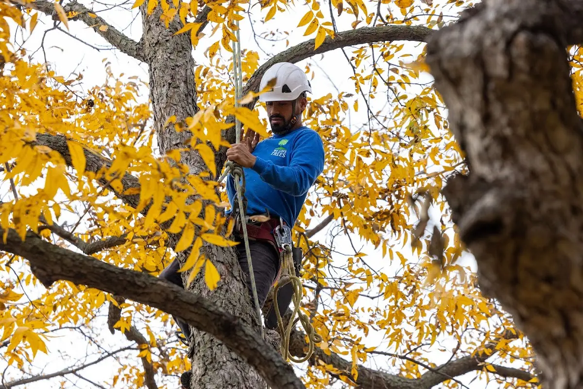 Skilled Tree Trimming crew working in Bogata